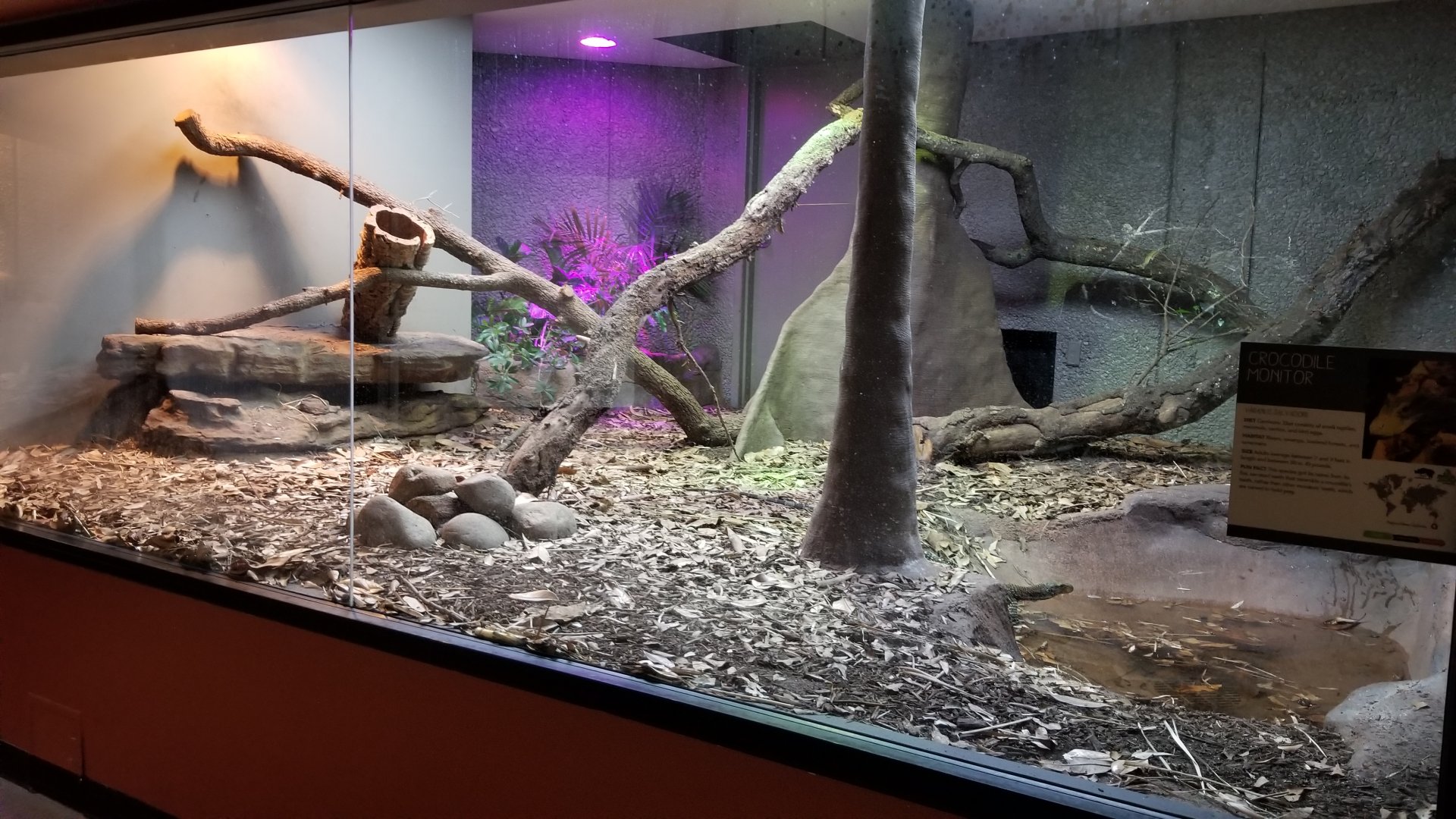 Crocodile Monitor exhibit