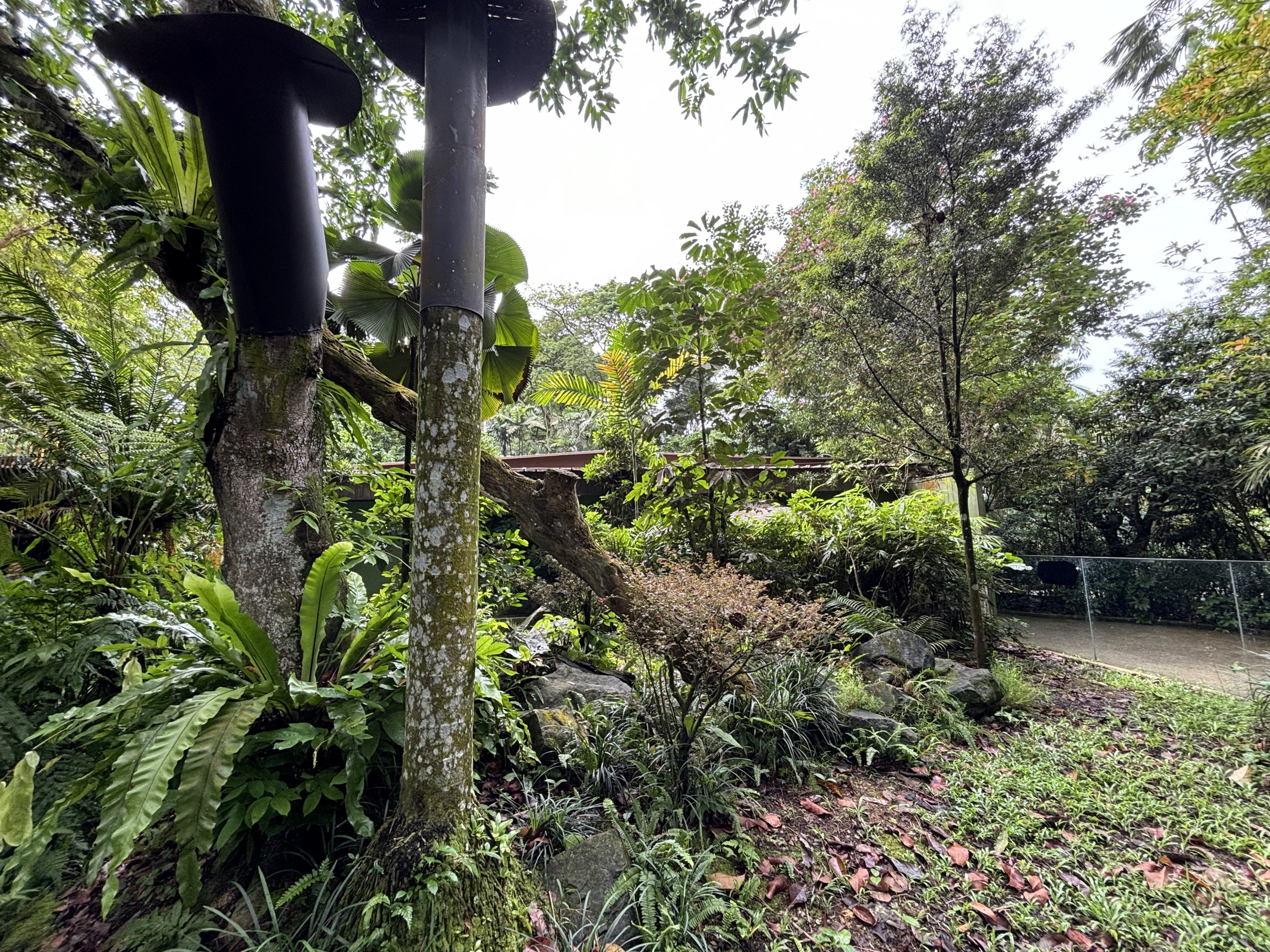 Crocodile Monitor Exhibit