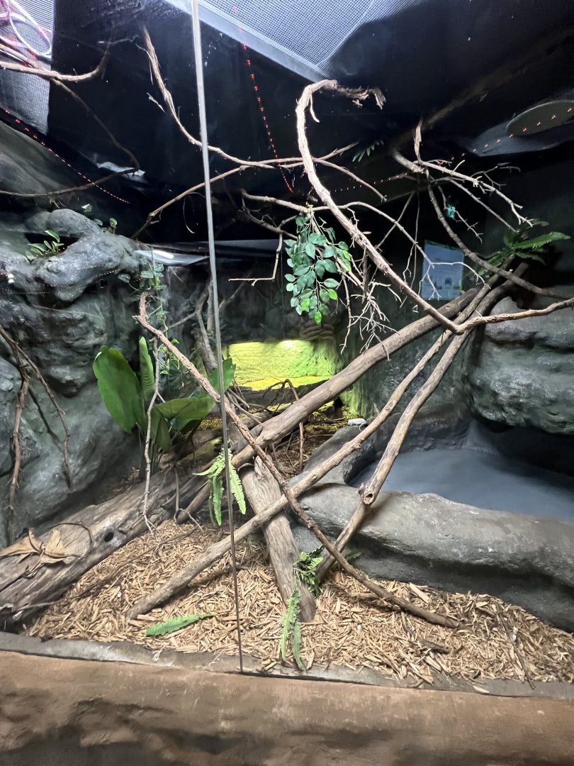 Crocodile Monitor Exhibit