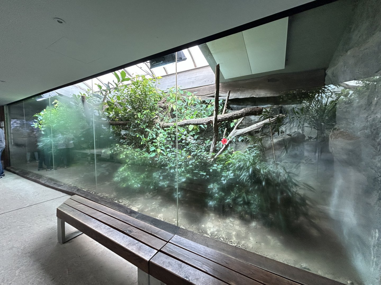 Crocodile Monitor Exhibit