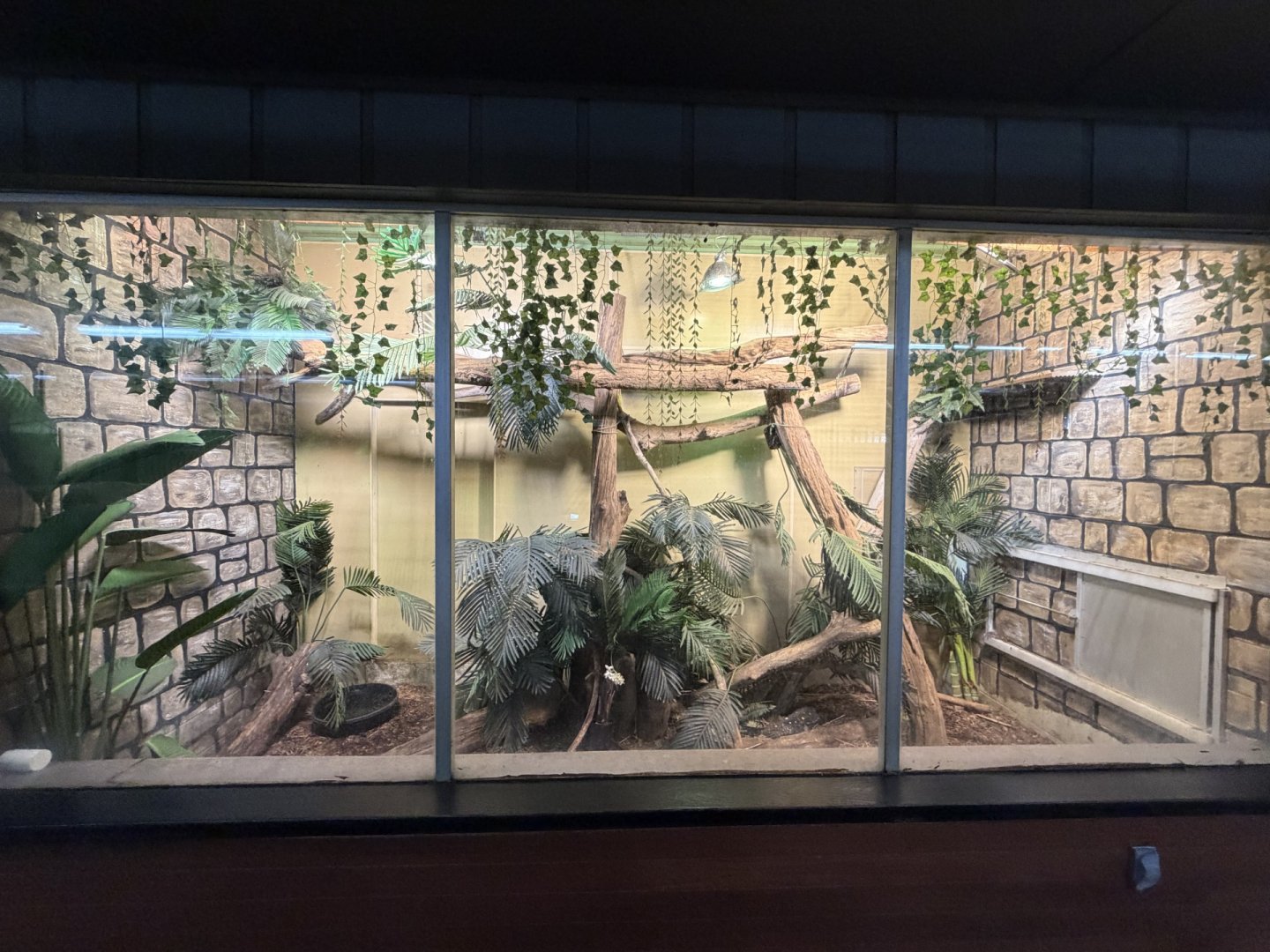 crocodile monitor exhibit