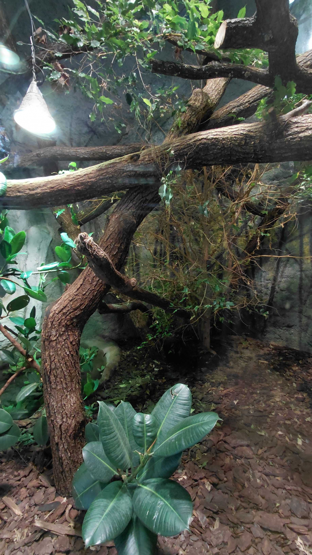 Crocodile monitor exhibit