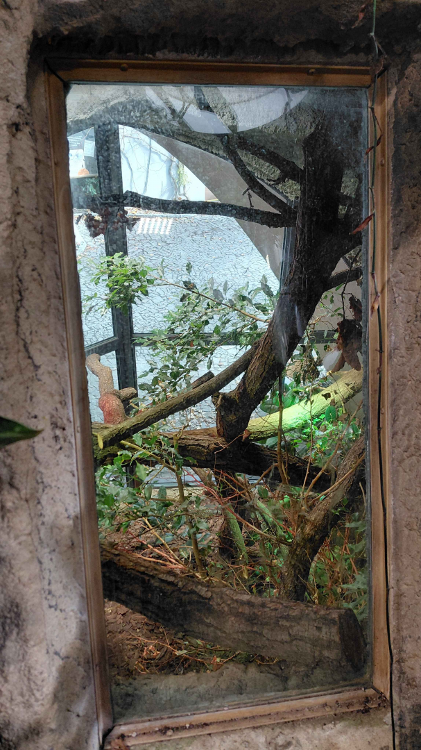 Crocodile monitor exhibit