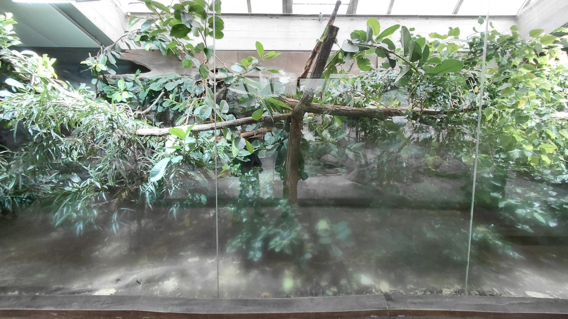 Crocodile monitor exhibit