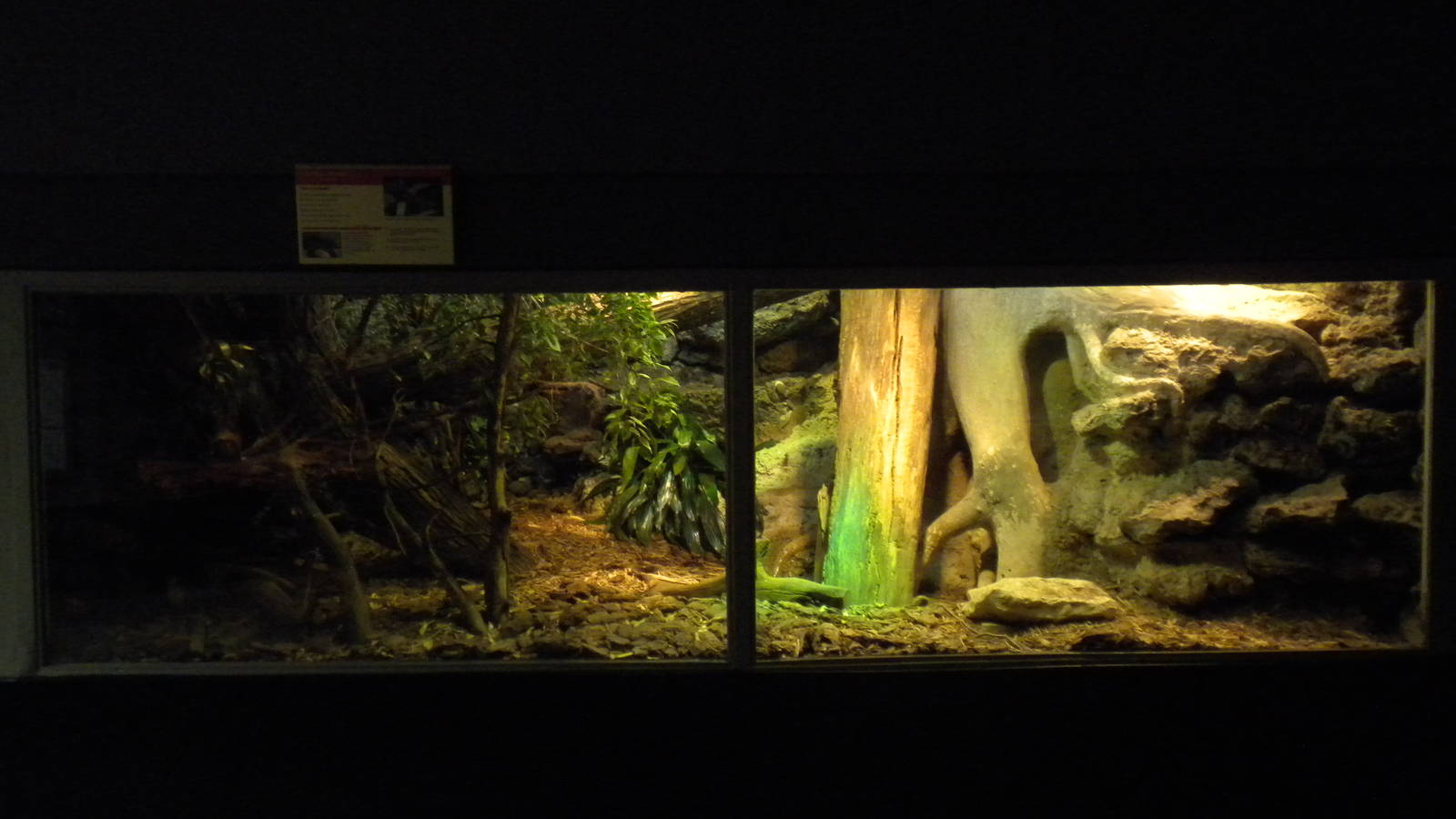 Crocodile Monitor exhibit