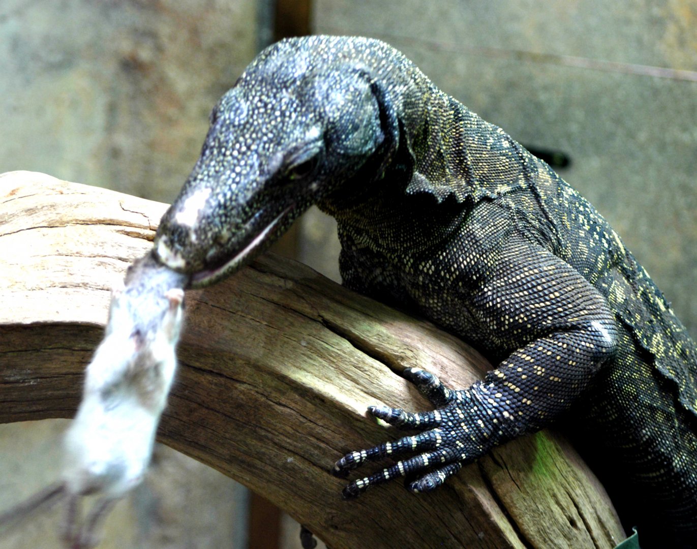Crocodile Monitor Feeding