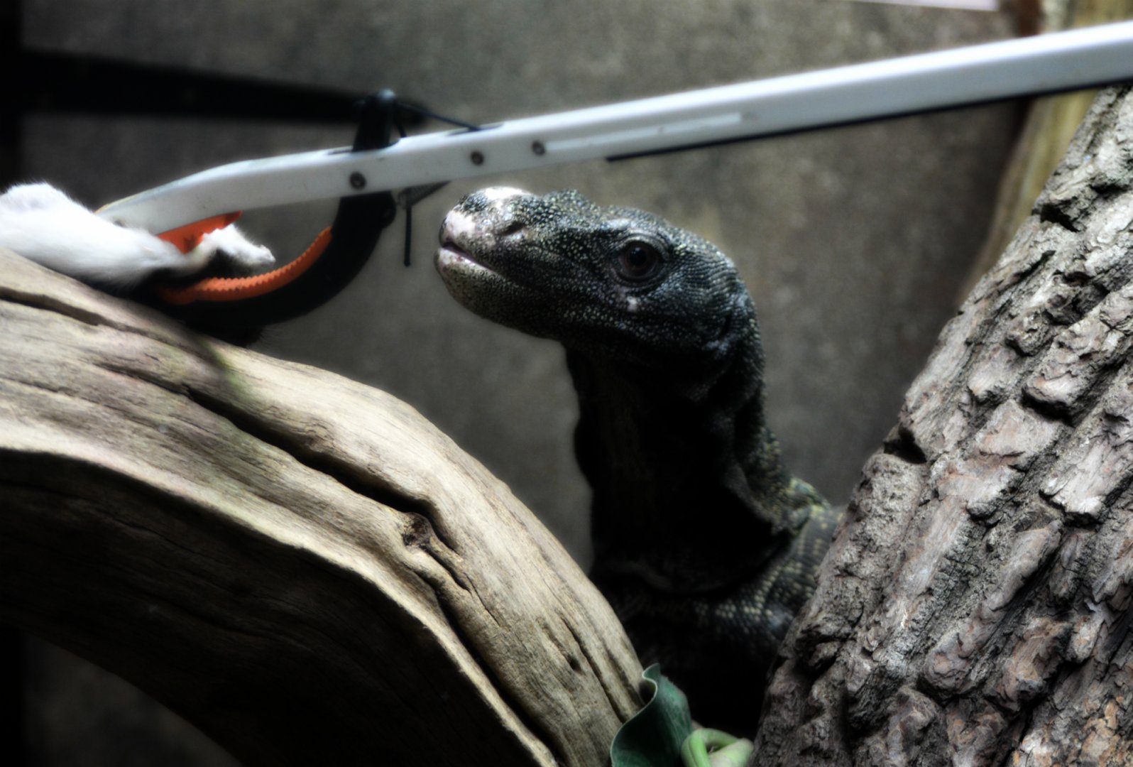 Crocodile Monitor Feeding