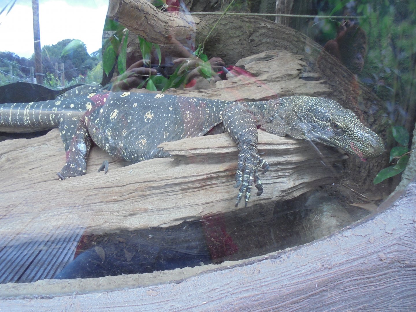 Crocodile monitor in Realm of the Red Ape