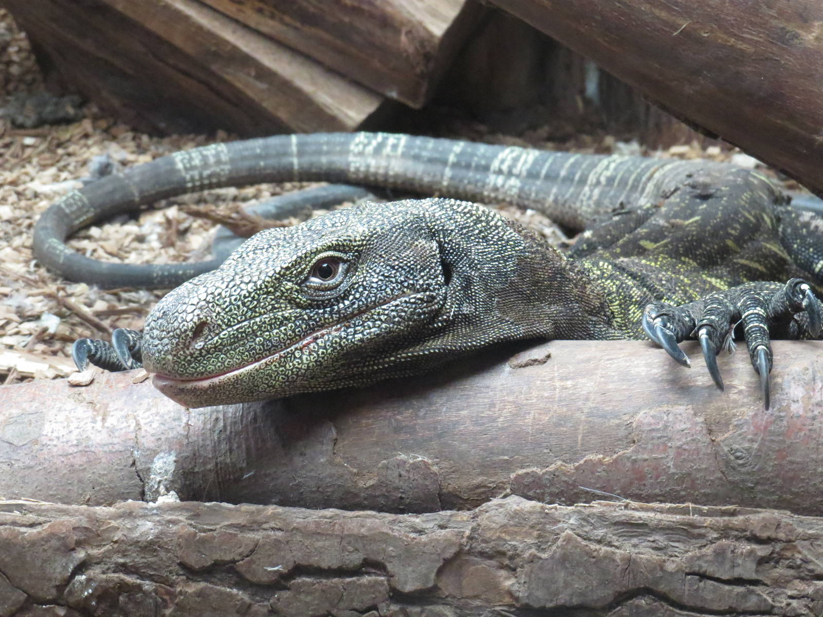 Crocodile monitor, June 2015.