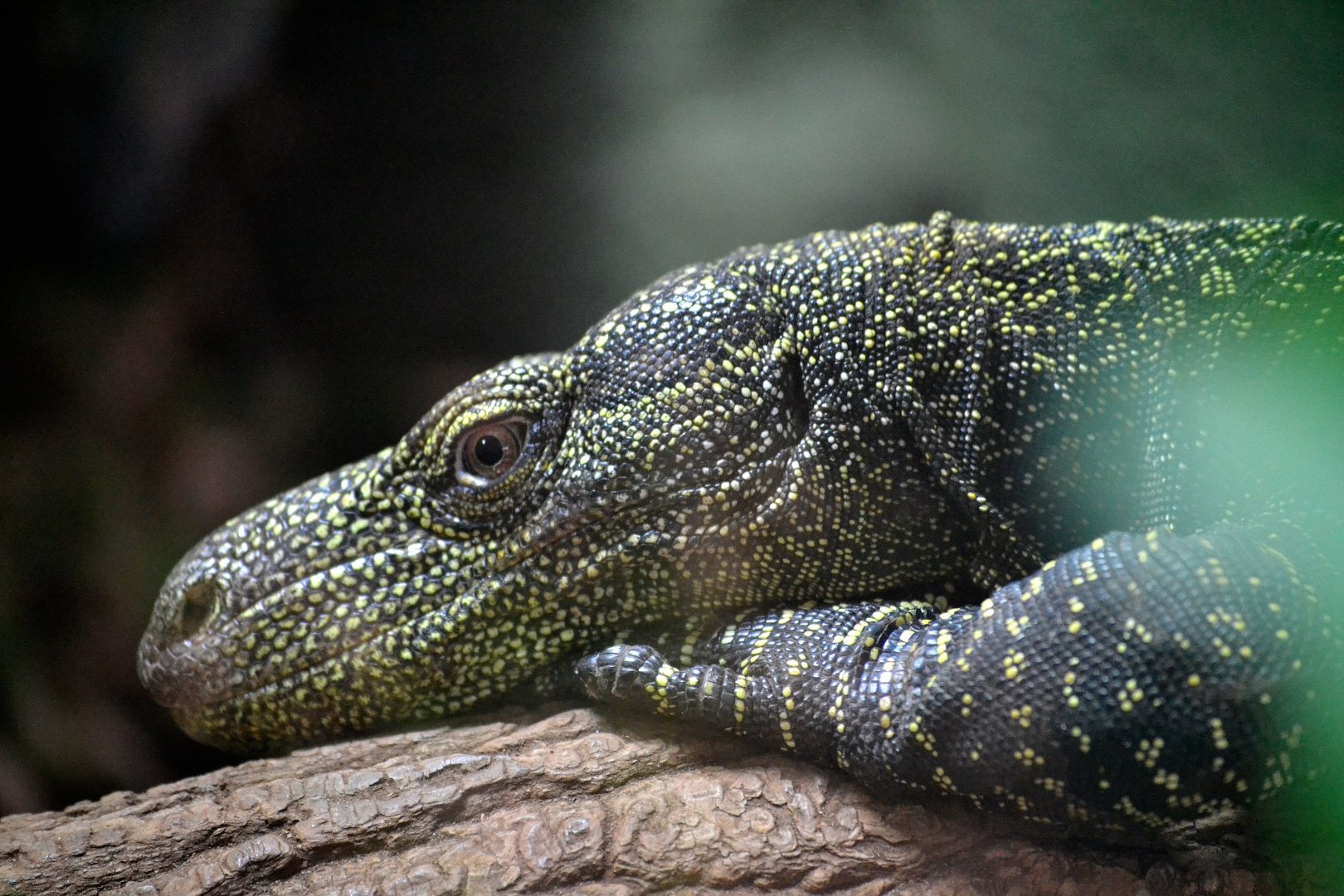 Crocodile Monitor - March 2018