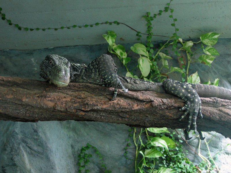 Crocodile monitor @ Prague zoo