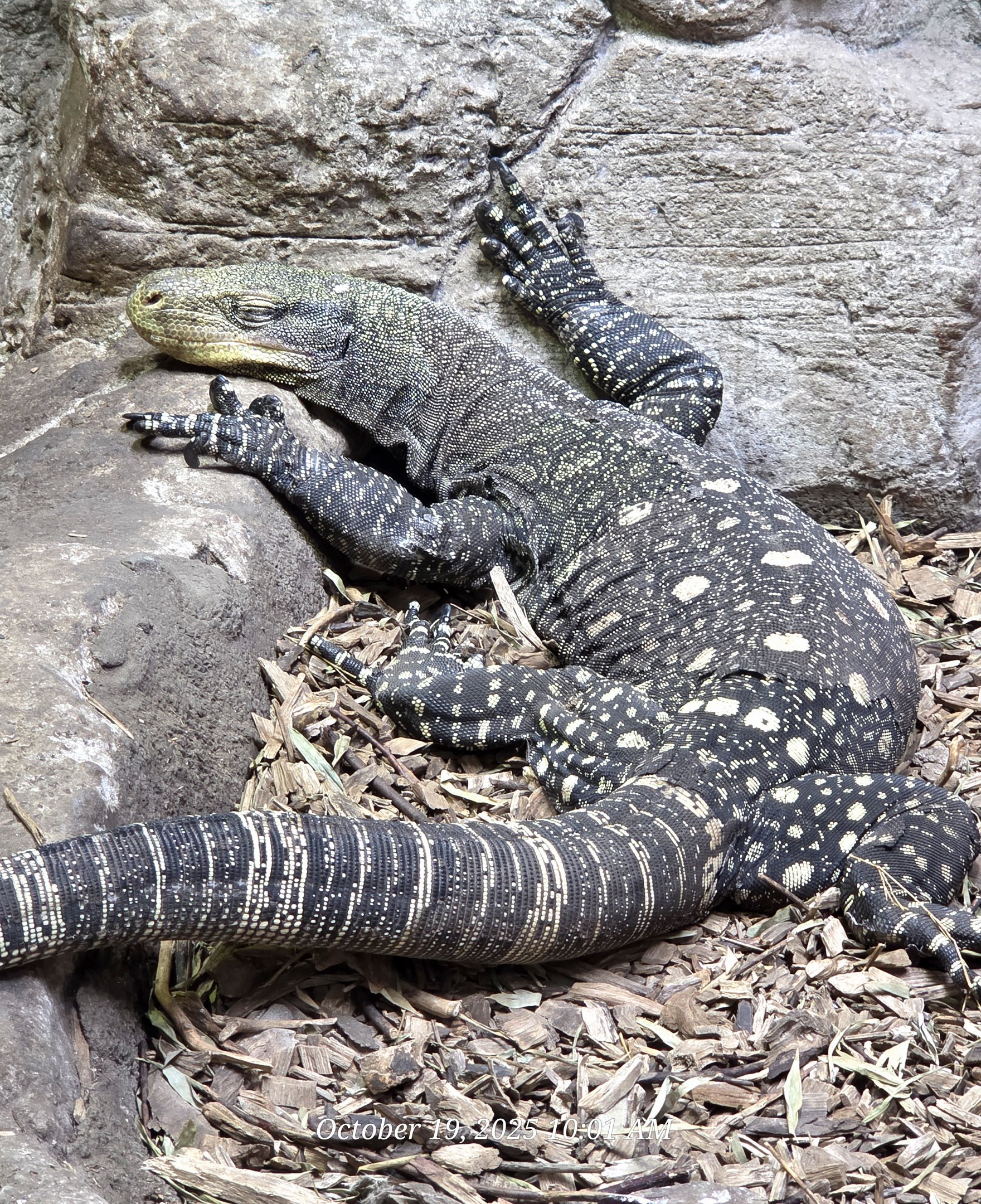 Crocodile Monitor - Rainforest Adventures