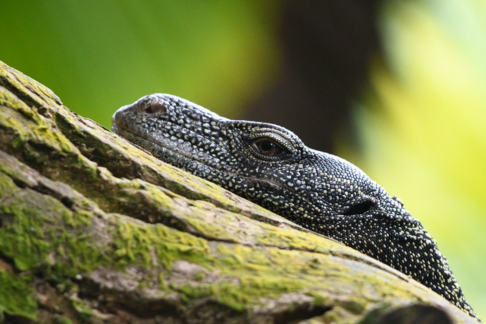 Crocodile Monitor ~ Reptopia