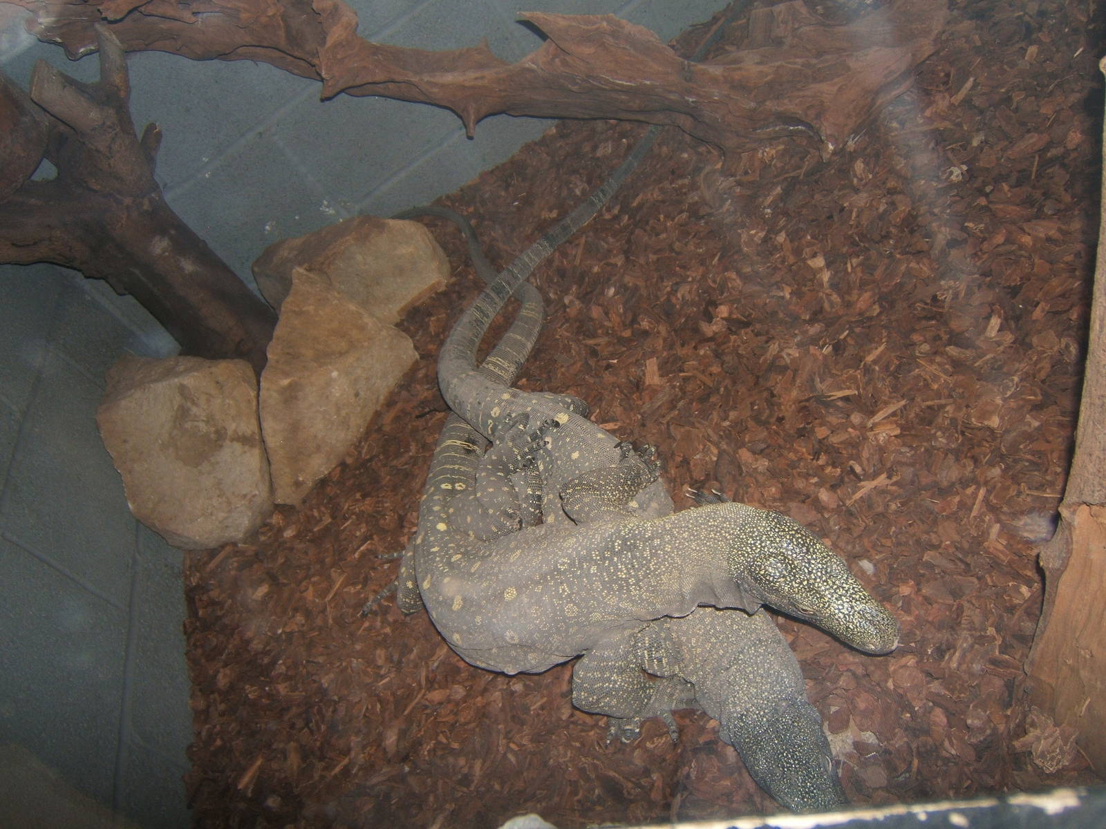 Crocodile Monitor`s mating