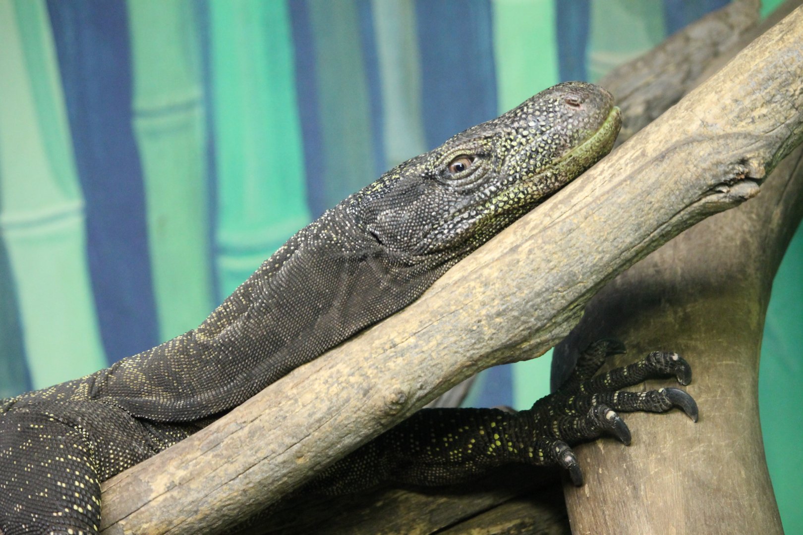 Crocodile monitor (Varanus salvadori)