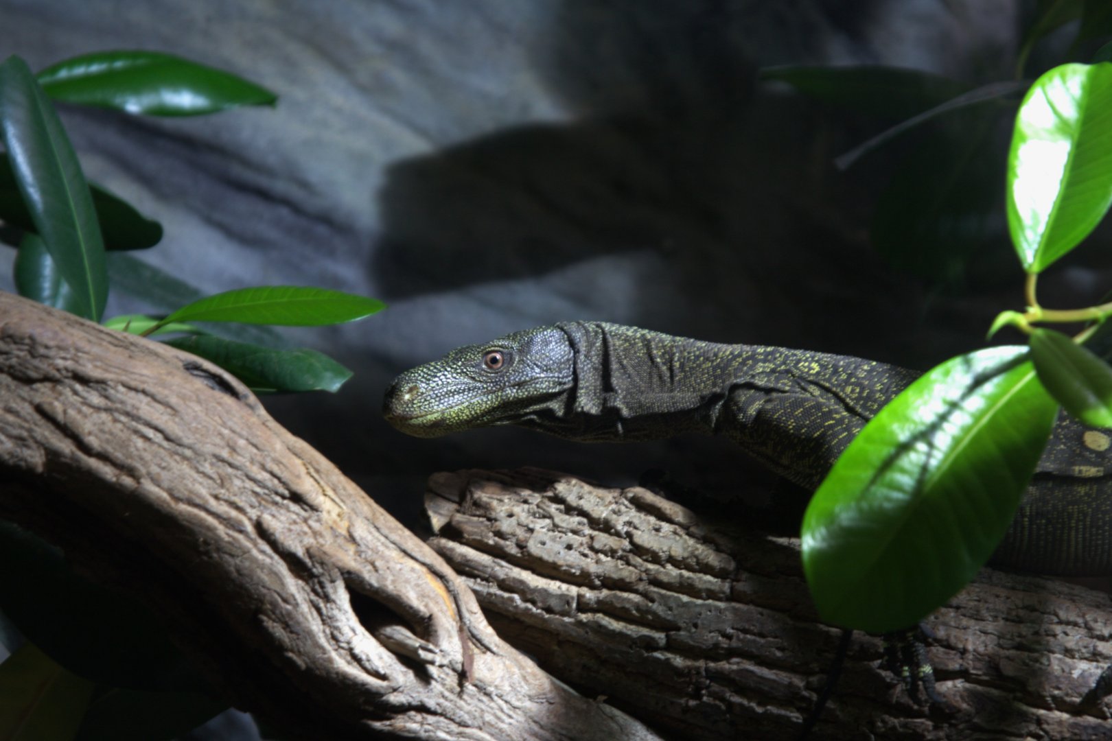 Crocodile Monitor (Varanus salvadorii), 12-09-25