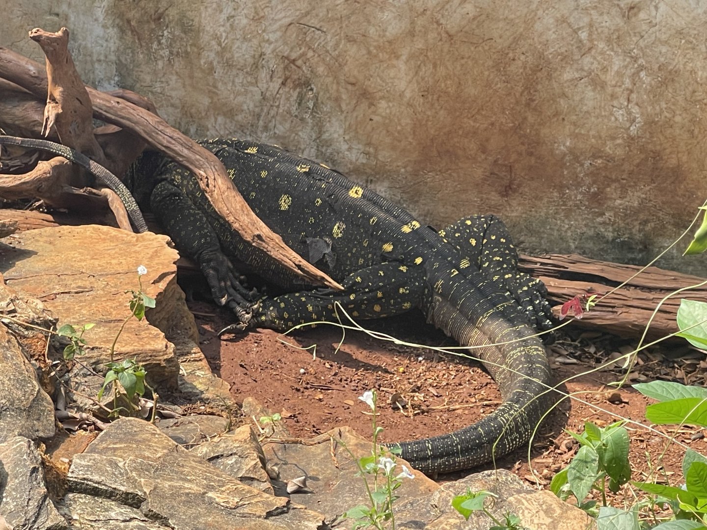 crocodile monitor (varanus salvadorii) - museum komodo