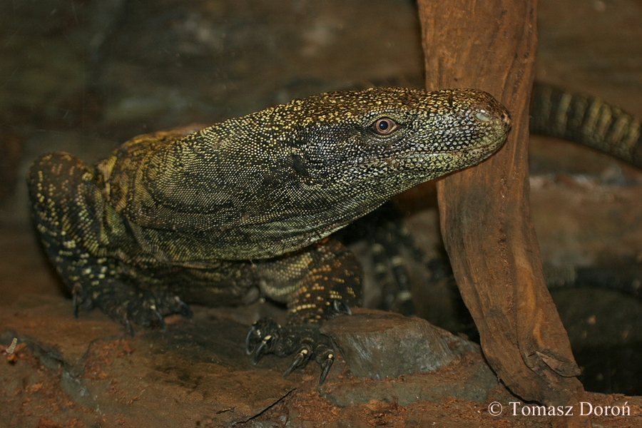Crocodile Monitor (Varanus salvadorii)