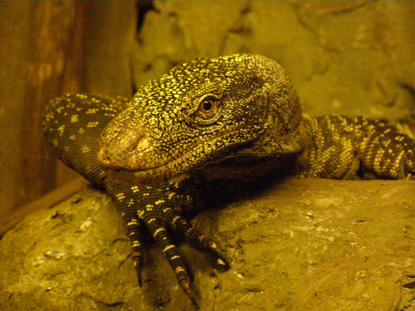 crocodile monitor (Varanus salvadorii)