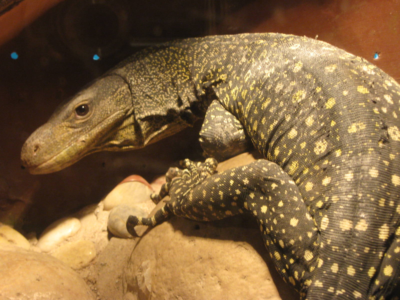 crocodile monitor (Varanus salvadorii)