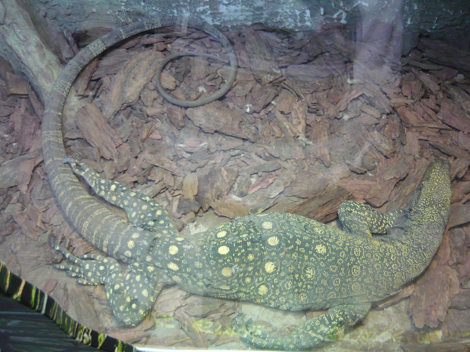 Crocodile monitor (Varanus salvadorii)