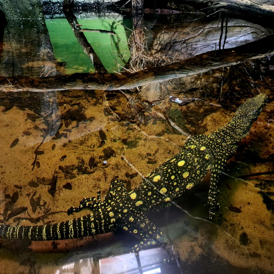 Crocodile Monitor (Varanus salvadorii)