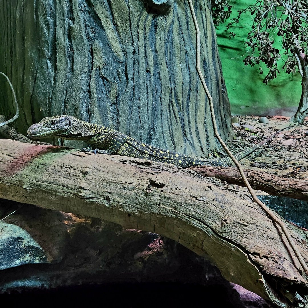 Crocodile Monitor (Varanus salvadorii)