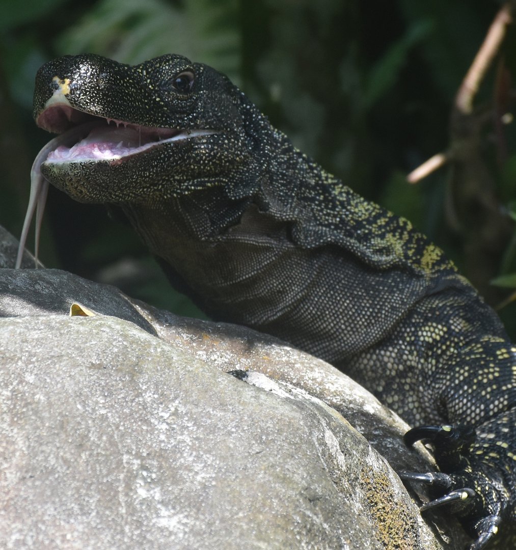 Crocodile Monitor (Varanus salvadorii)