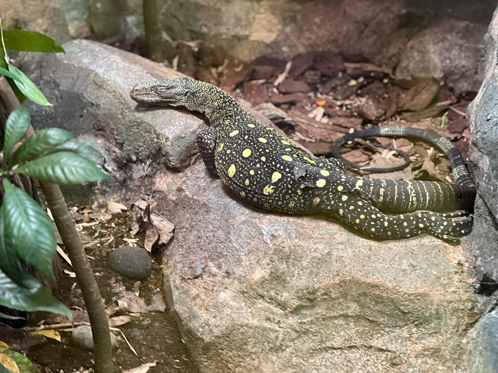 Crocodile Monitor (Varanus salvadorii)