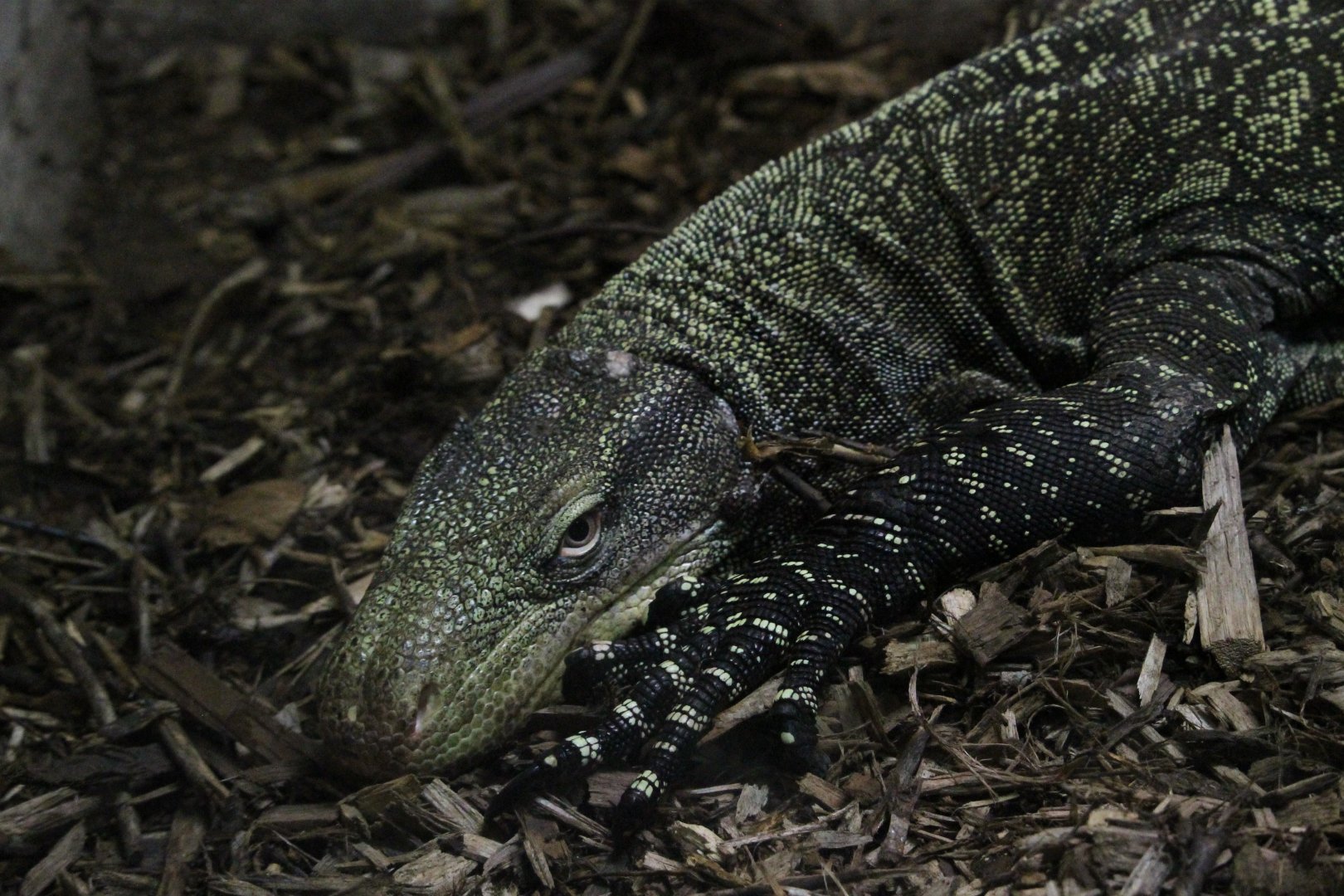 Crocodile monitor (Varanus salvadorii)