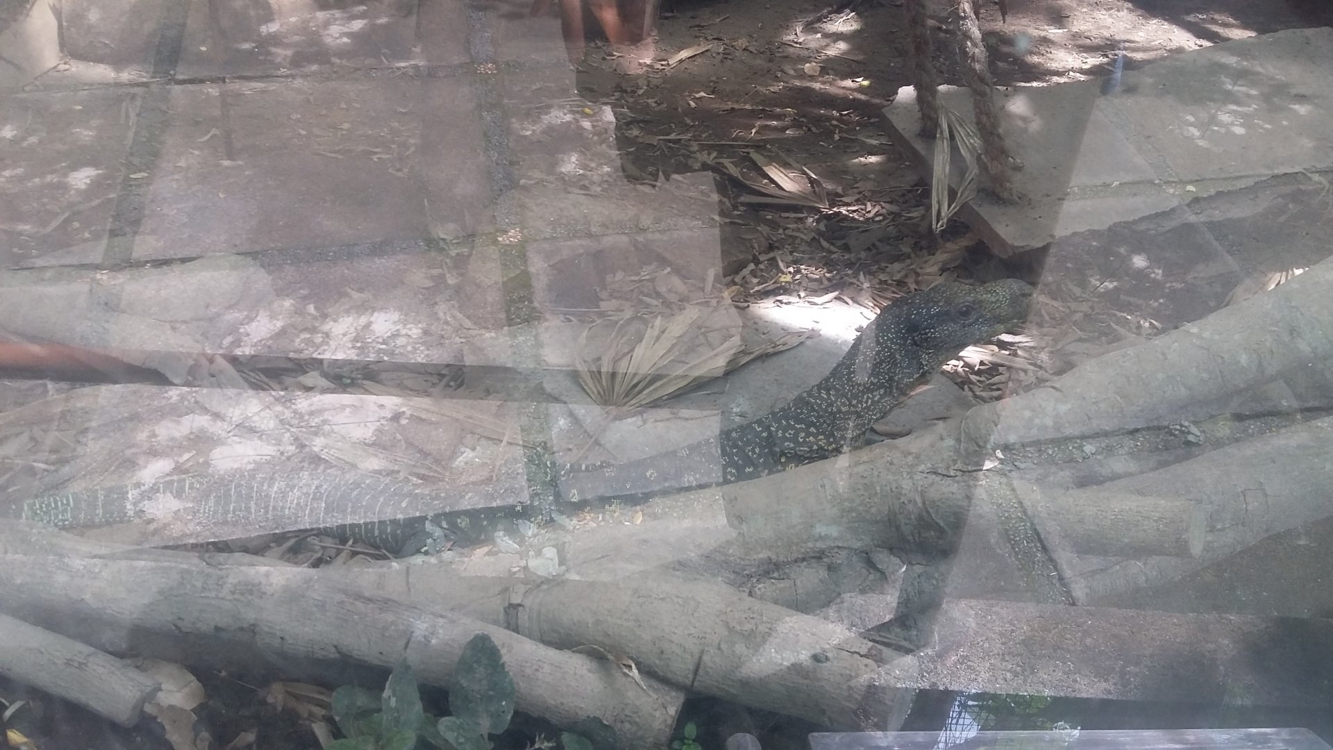 Crocodile monitor (Varanus salvadorii)