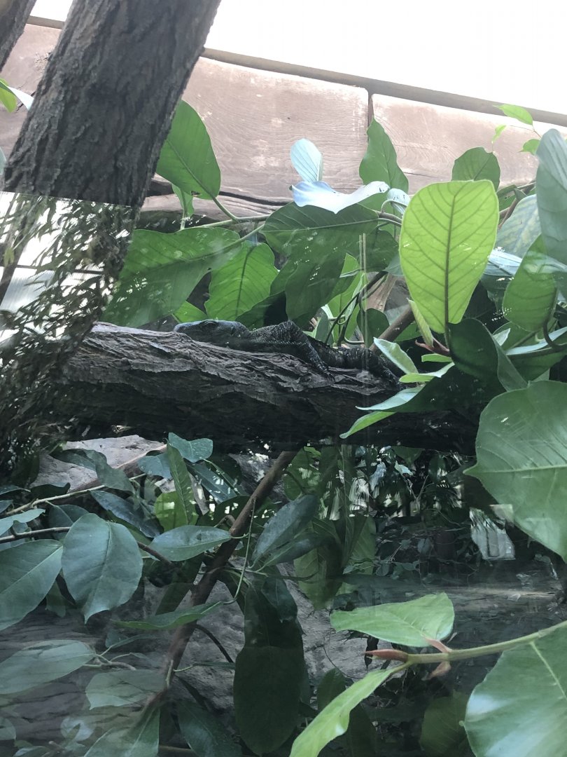 Crocodile Monitor (Varanus salvadorii)