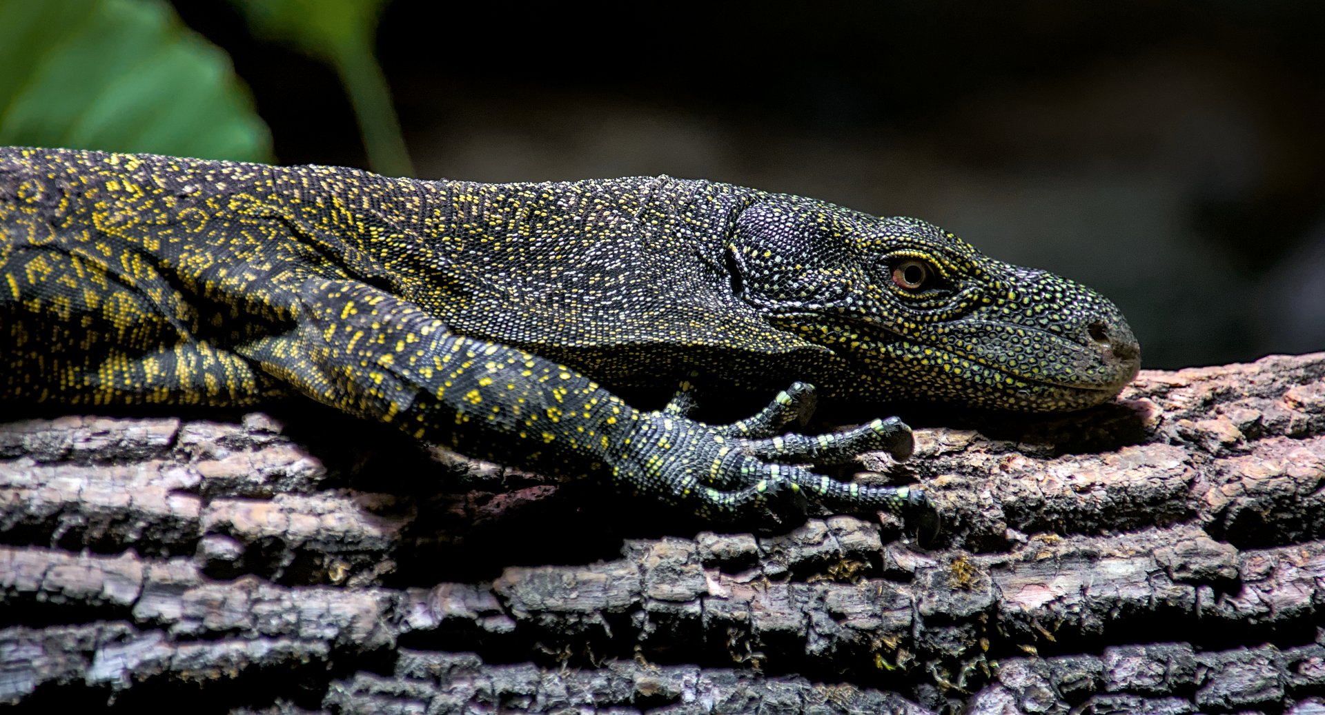 Crocodile monitor (Varanus salvadorii)
