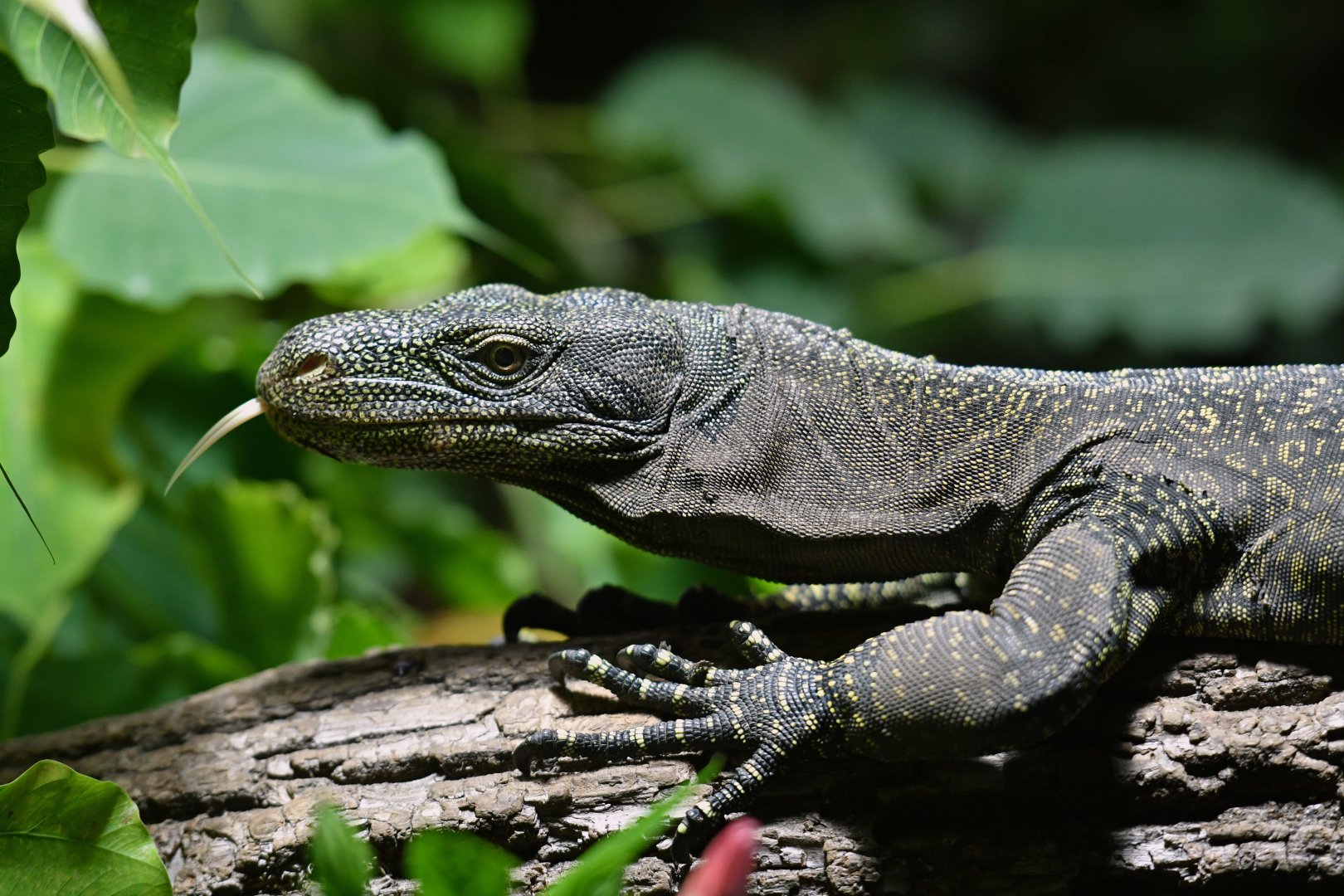 Crocodile monitor Varanus salvadorii