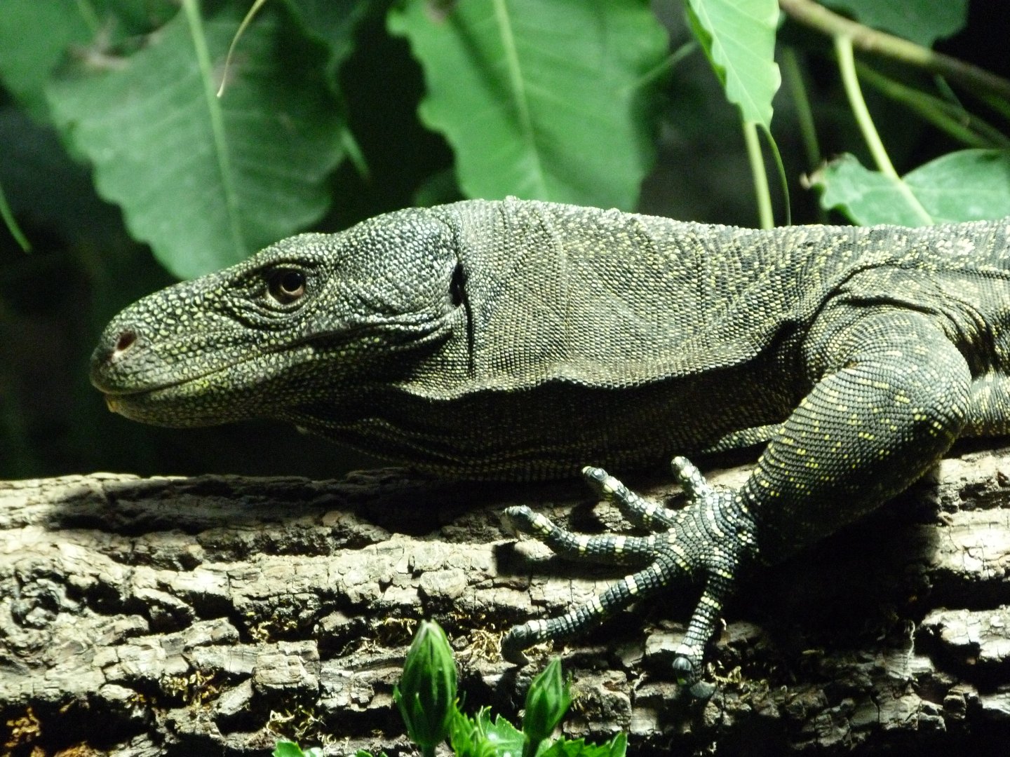 Crocodile monitor -Zoo Praha (2025)
