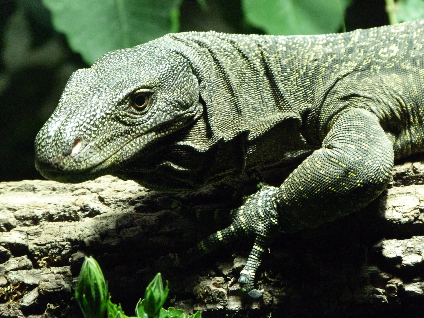 Crocodile monitor -Zoo Praha (2025)