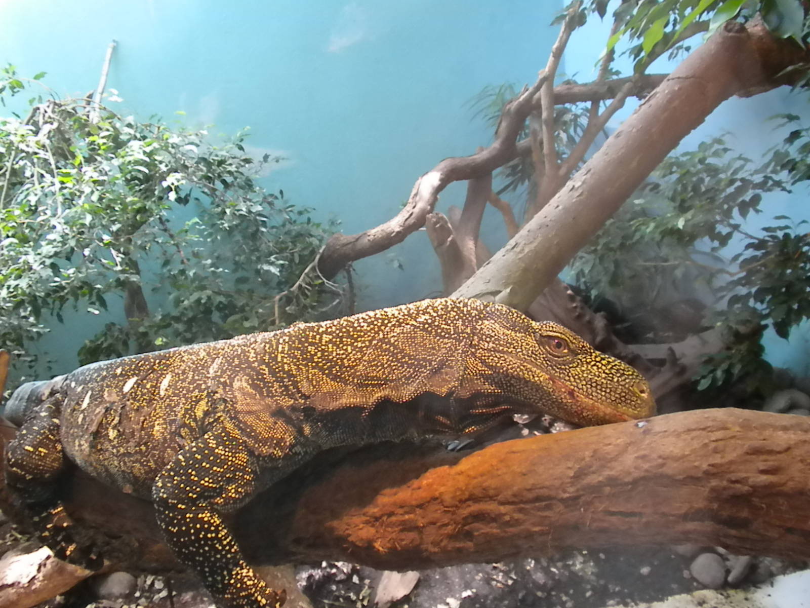 Crocodile Monitor