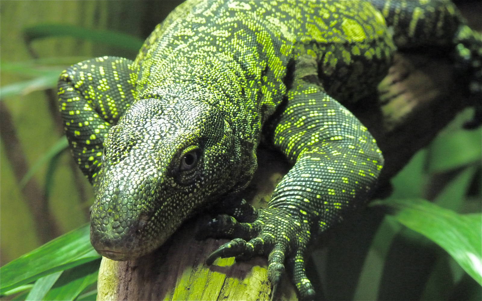 Crocodile Monitor