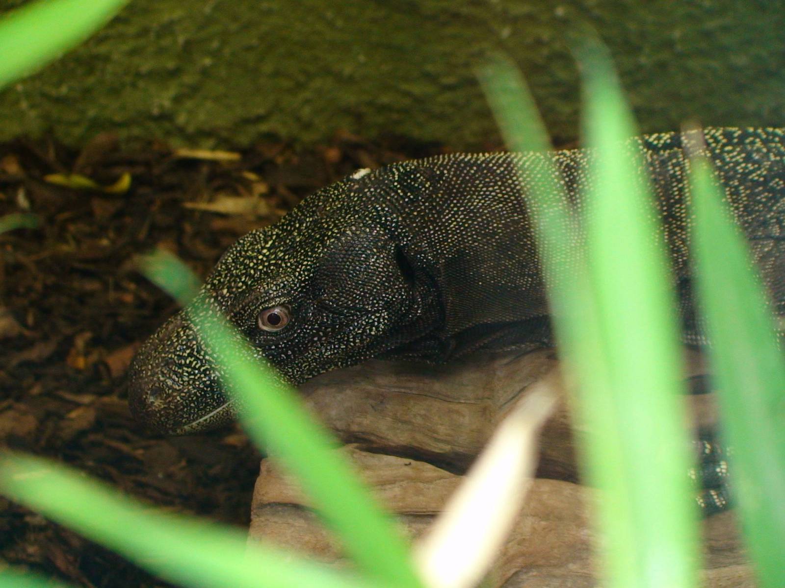 Crocodile monitor