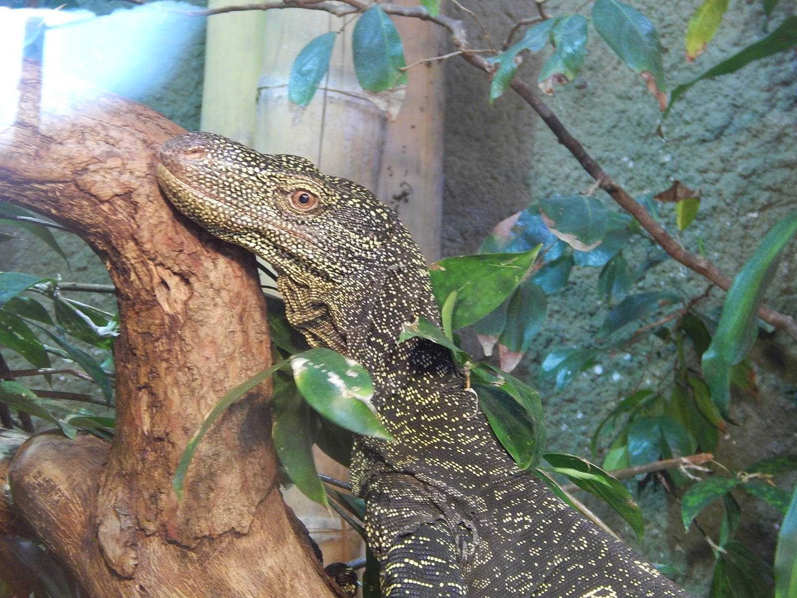Crocodile Monitor