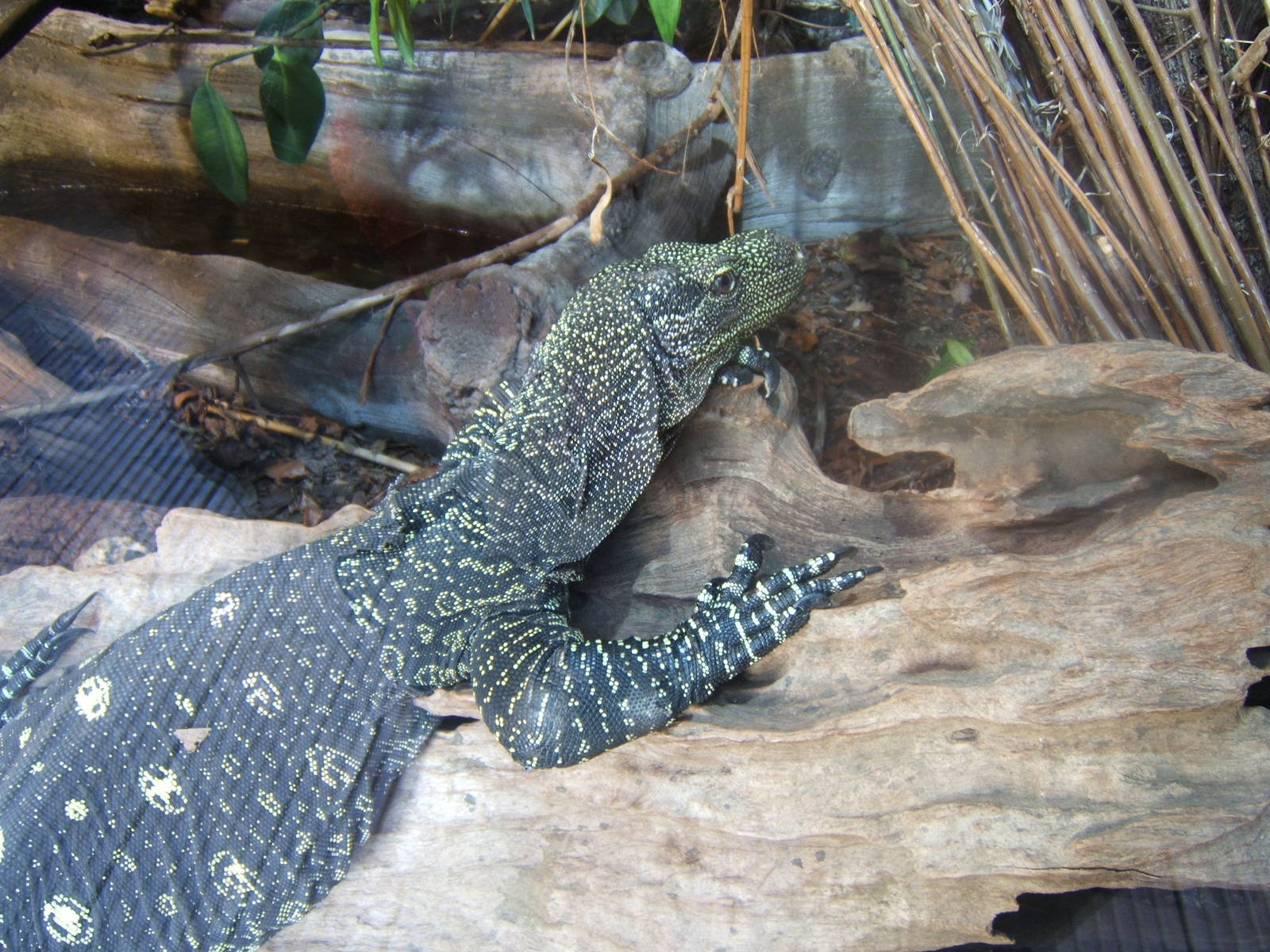 Crocodile Monitor