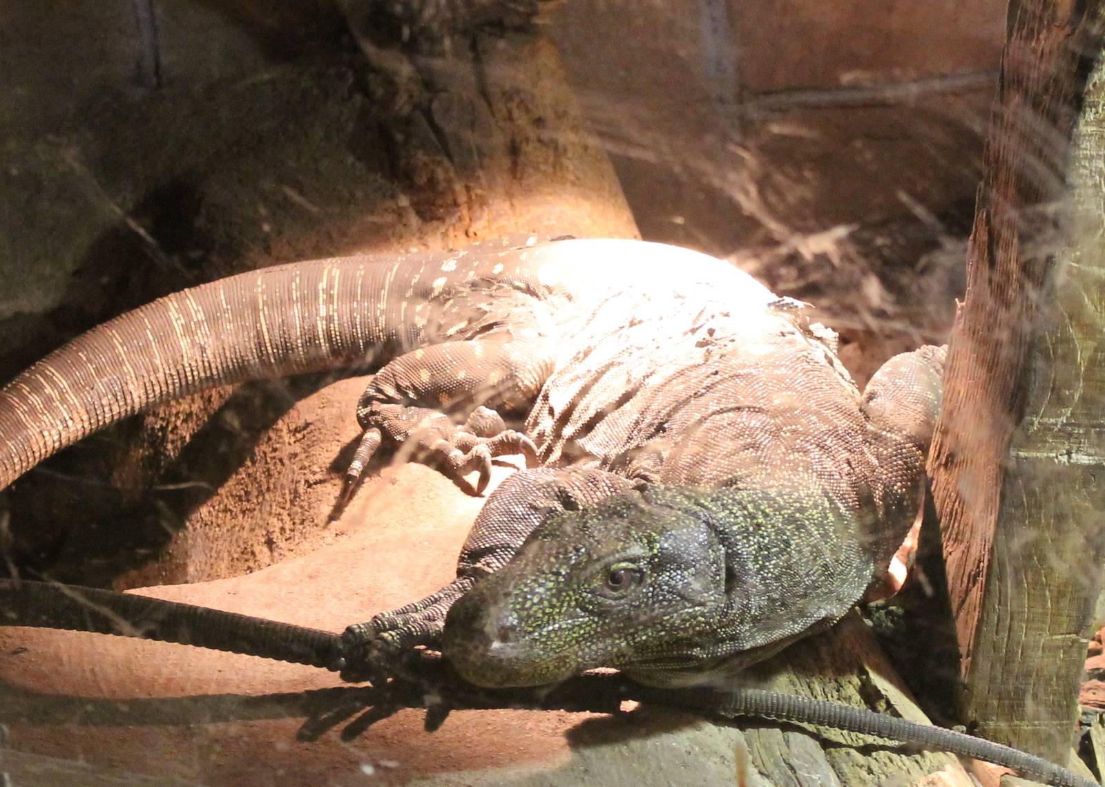 Crocodile monitor