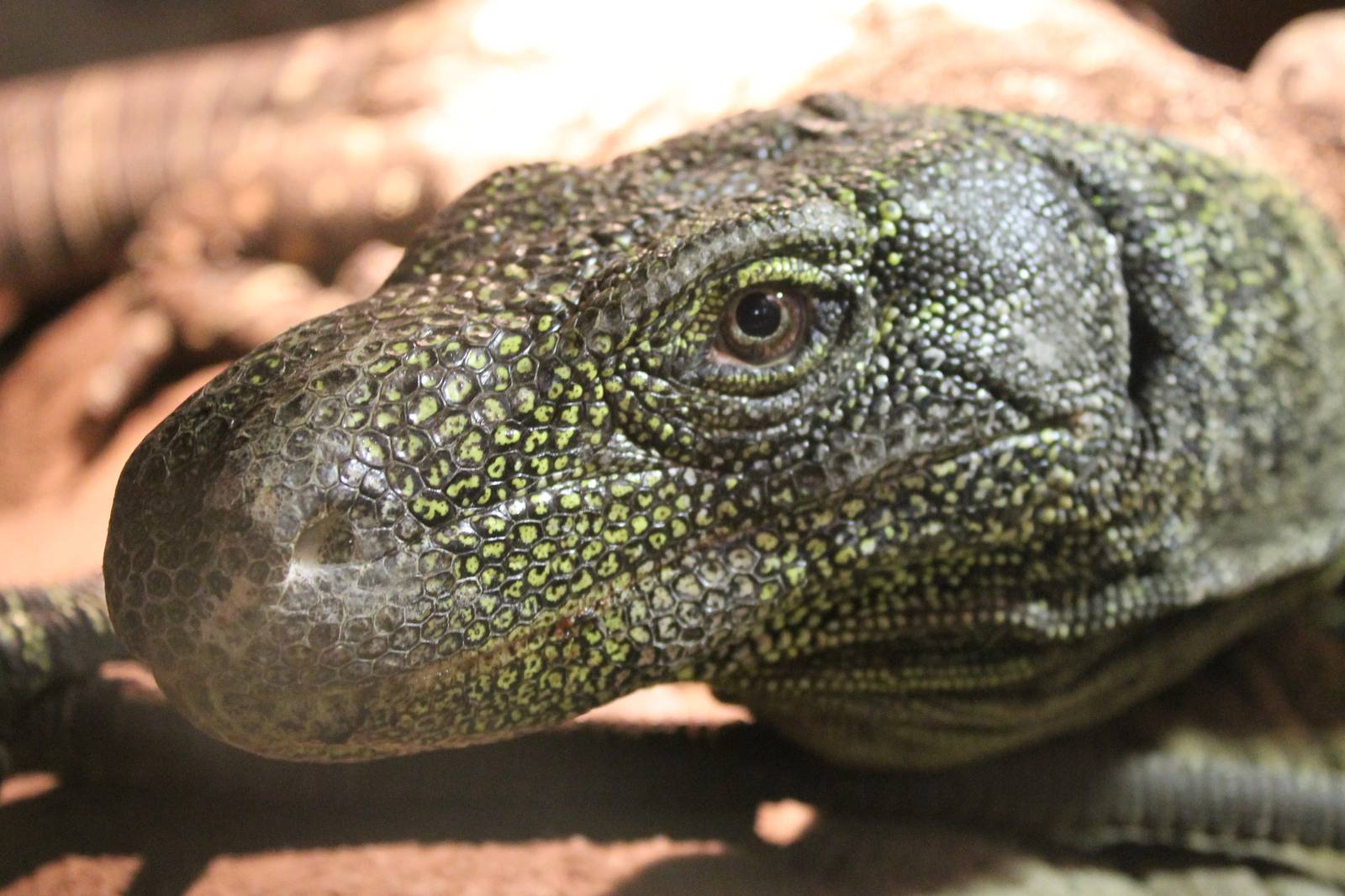 Crocodile monitor
