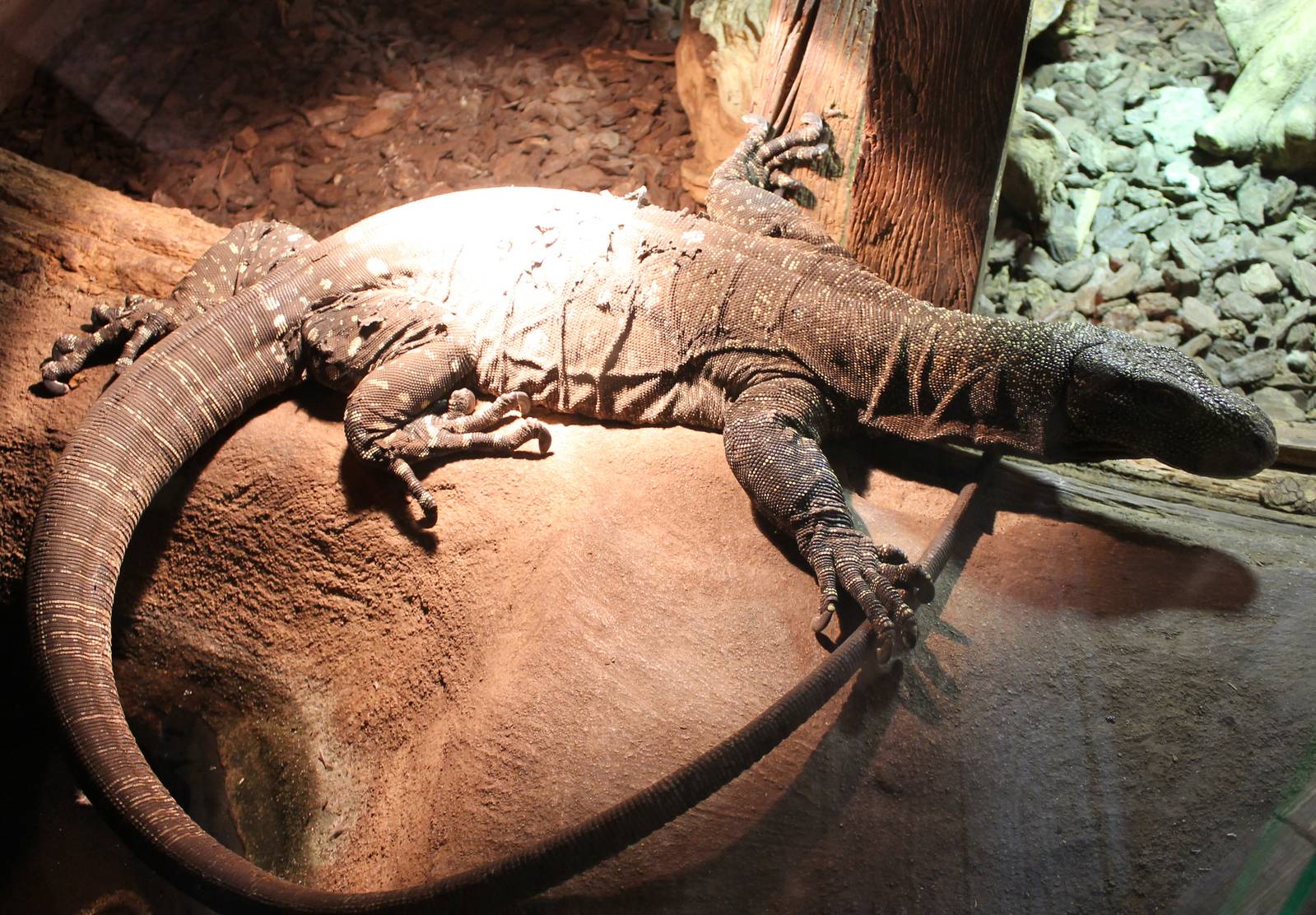 Crocodile monitor