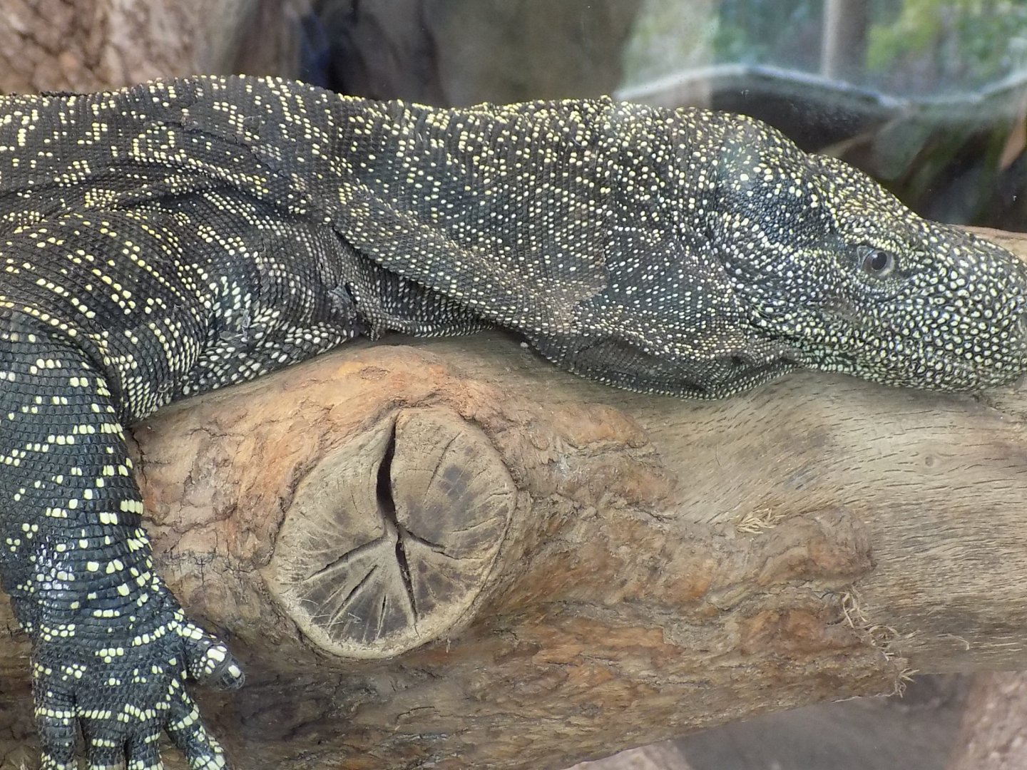Crocodile Monitor