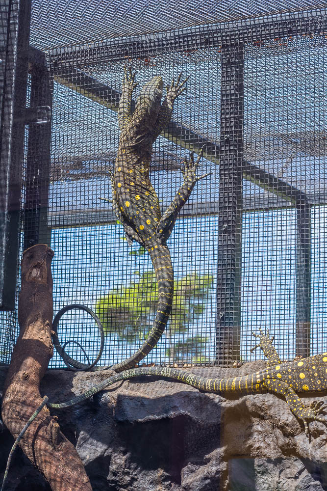 Crocodile Monitor