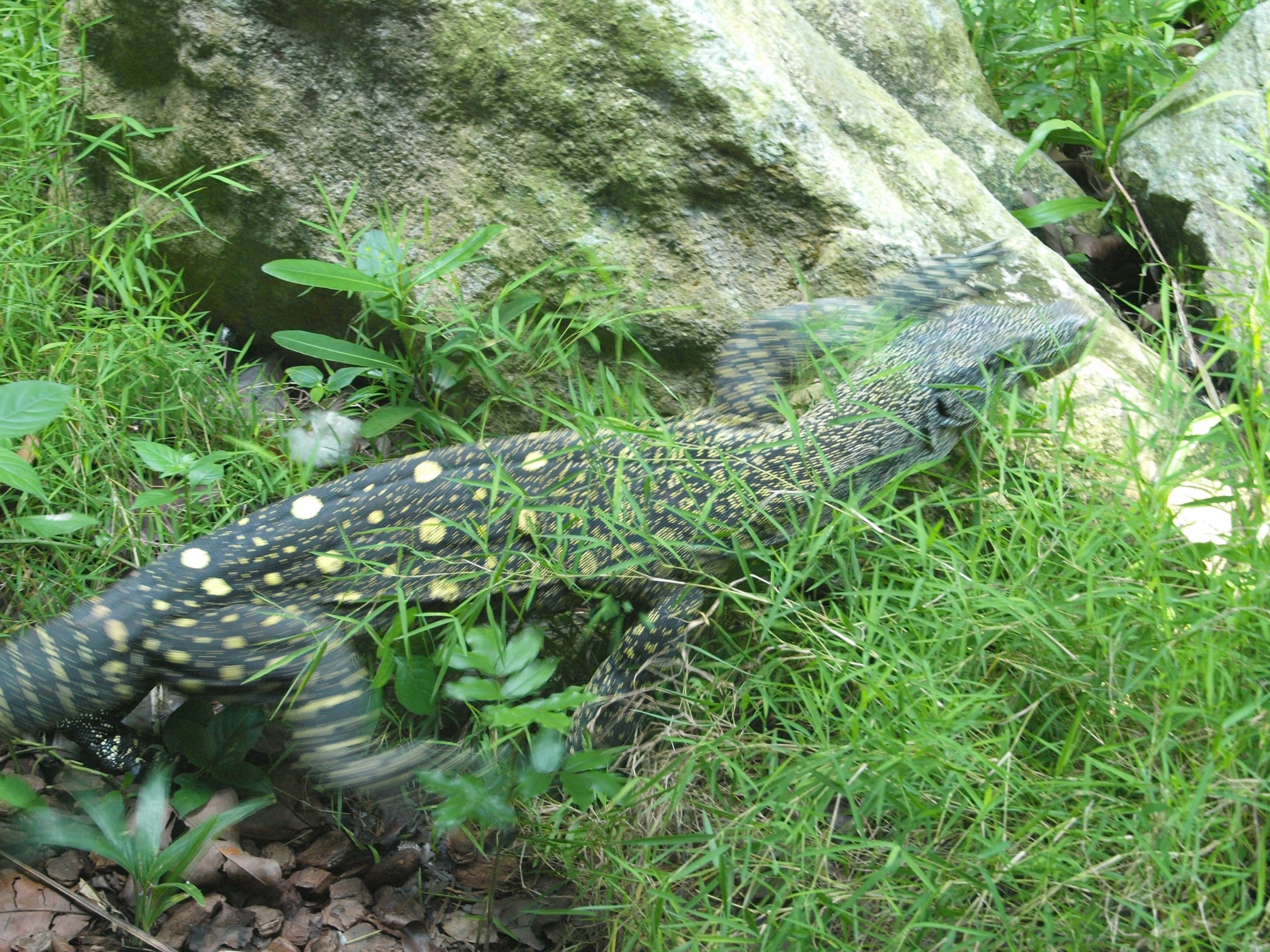 Crocodile monitor