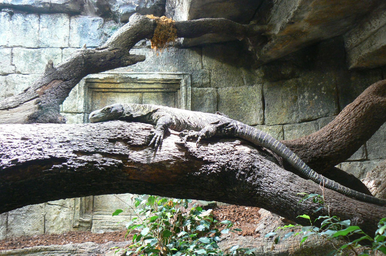 Crocodile monitor