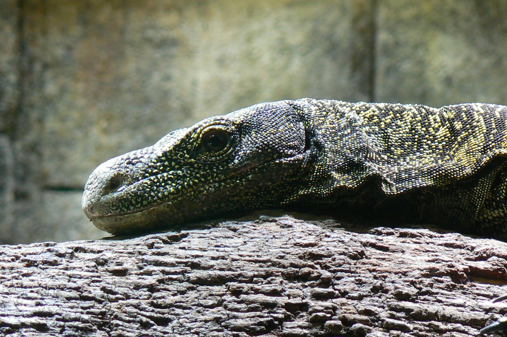 Crocodile monitor