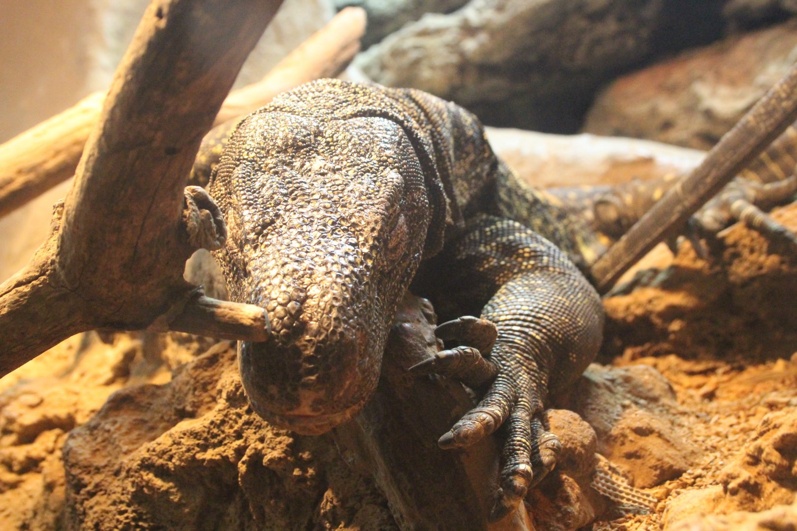 Crocodile Monitor